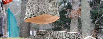 Best Hazardous Tree Removal  in Sterling, IL