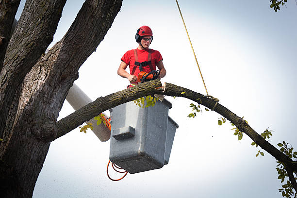 Best Arborist Consultation Services  in Sterling, IL