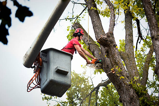 Best Stump Grinding and Removal  in Sterling, IL